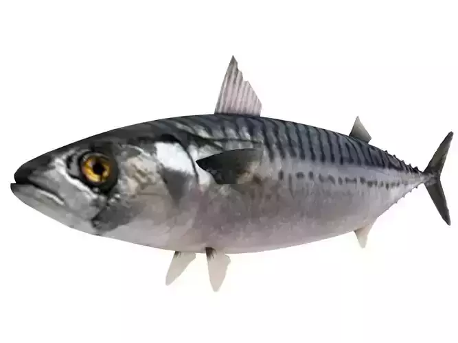 Fish Mackerel