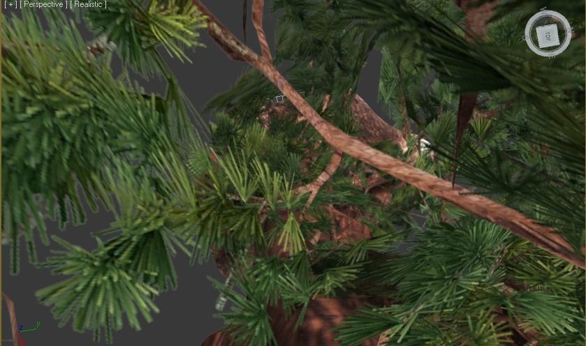 Sequoia Pine Tree  Low-poly 3D model_4
