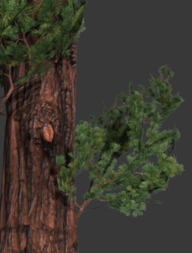Sequoia Pine Tree  Low-poly 3D model_1