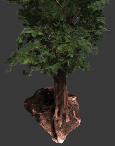 Sequoia Pine Tree  Low-poly 3D model_2