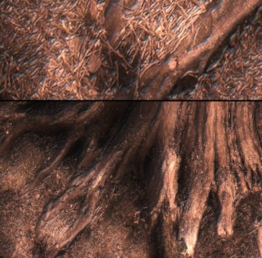 Sequoia Pine Tree  Low-poly 3D model_8