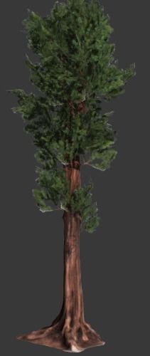 Sequoia Pine Tree  Low-poly 3D model_3