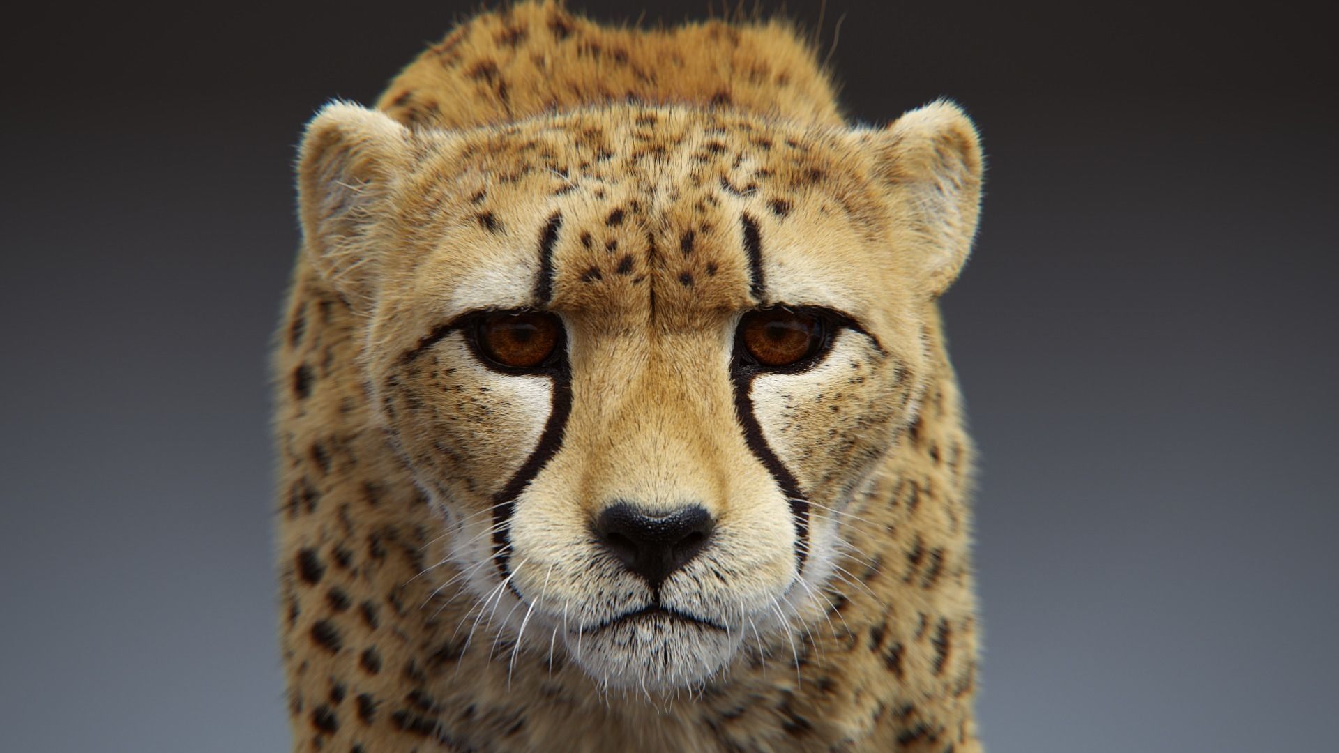 Cheetah Full pack 3D model_2