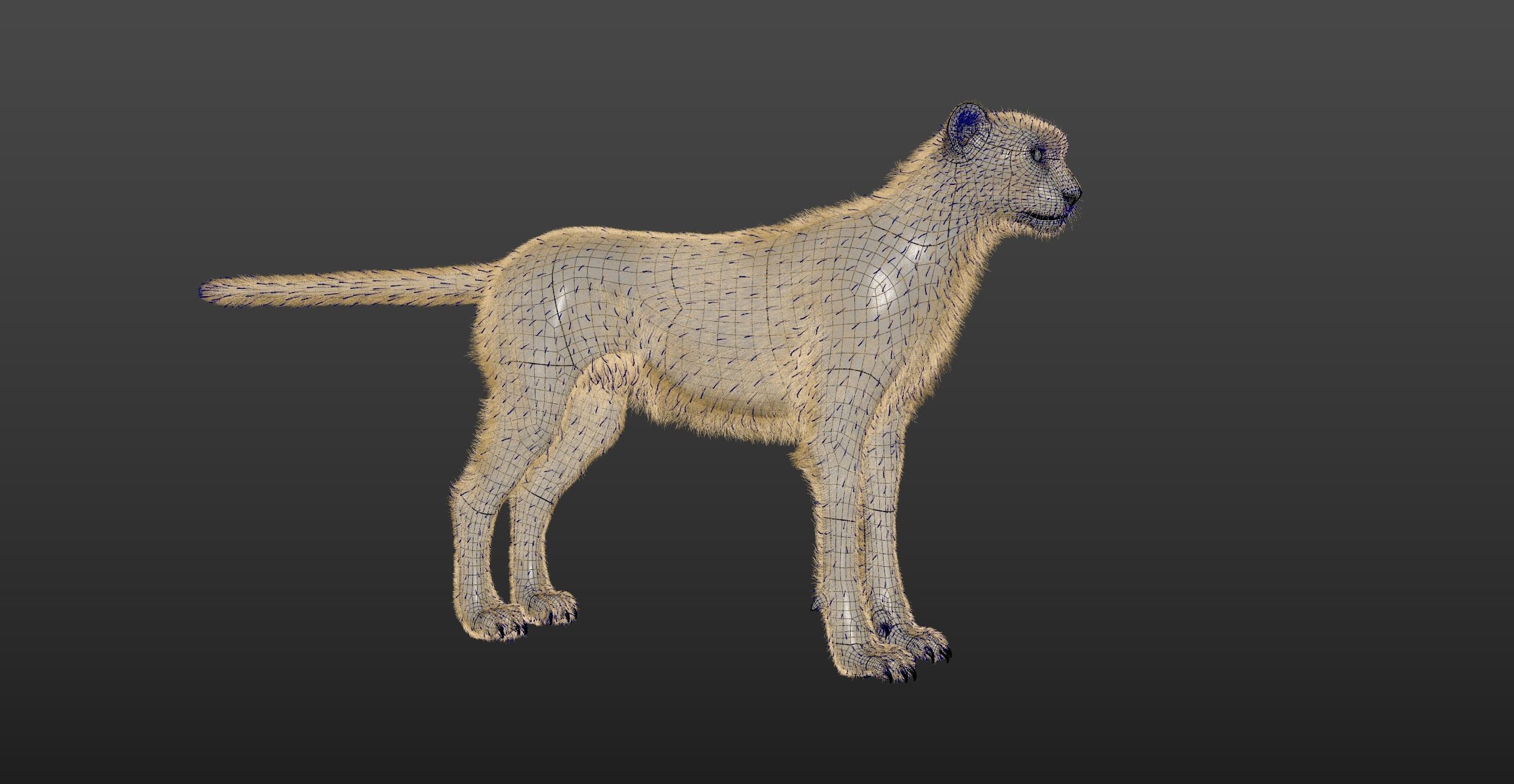 Cheetah Full pack 3D model_7