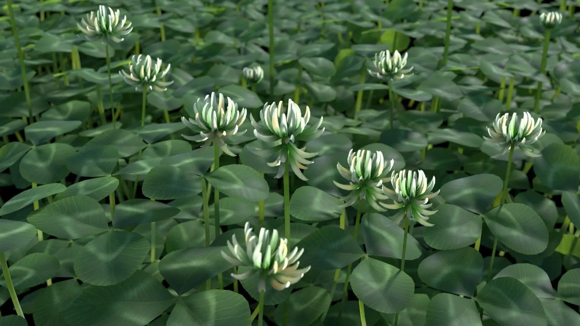 Clover field of with flowers Free 3D model