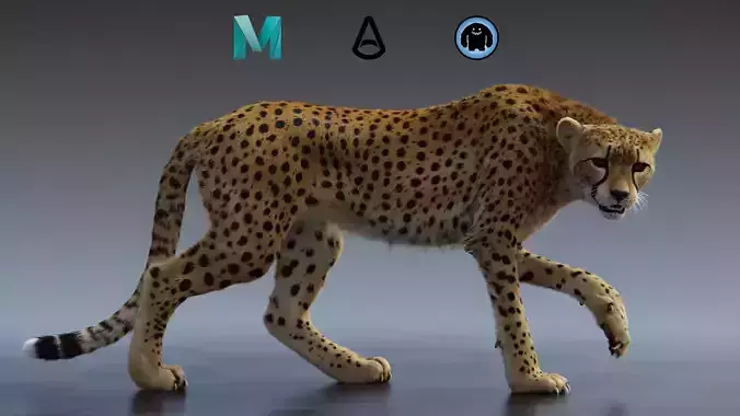 Cheetah Groom pack 3D model