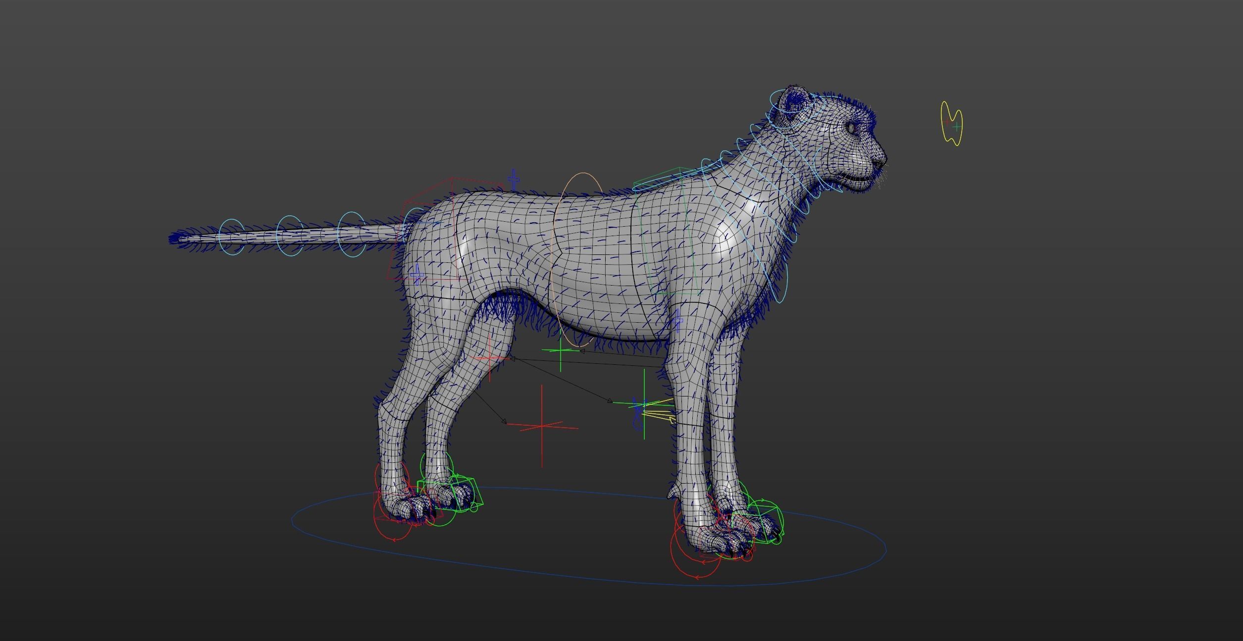 Cheetah Groom pack 3D model_5