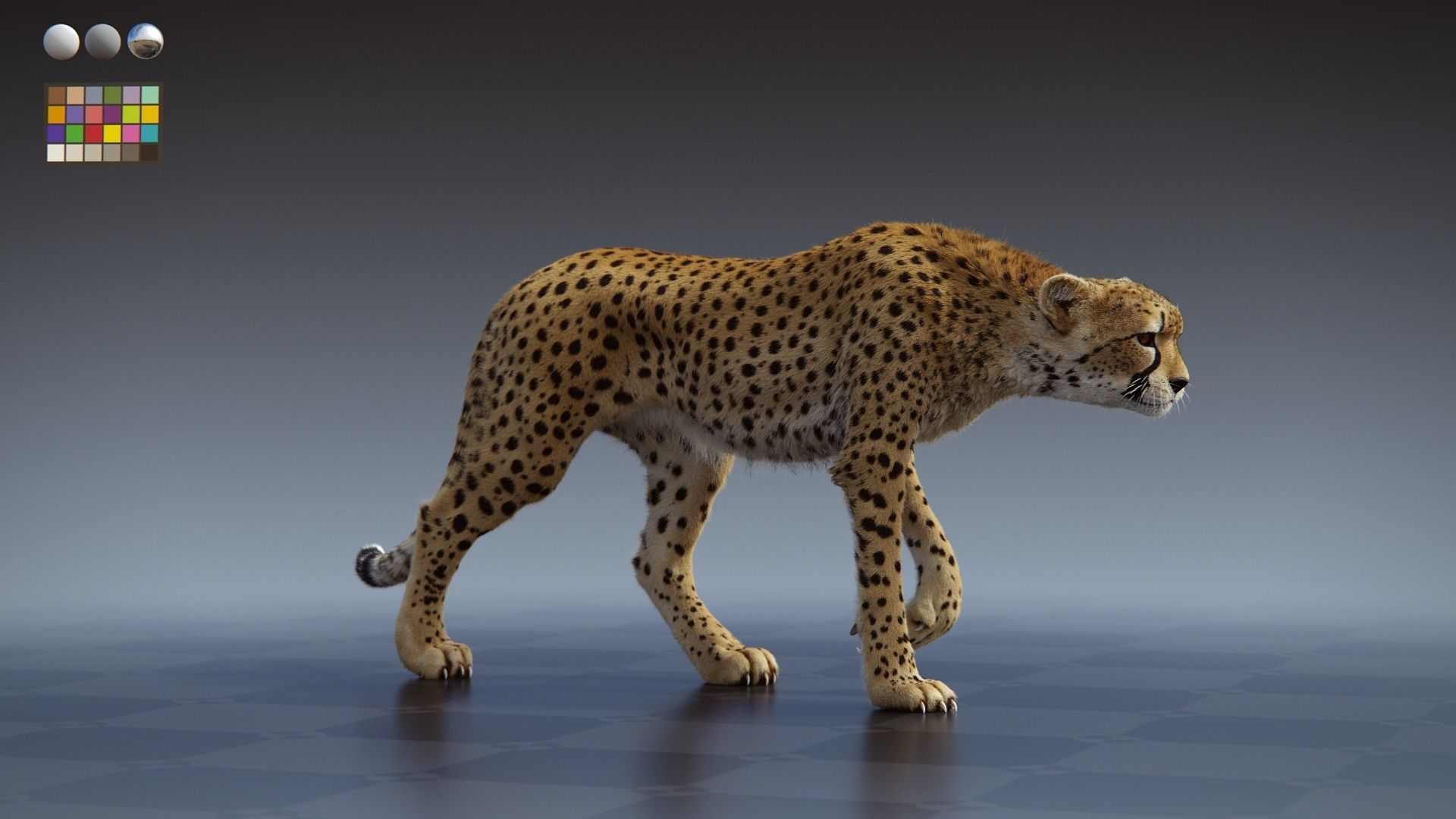 Cheetah Groom pack 3D model_3