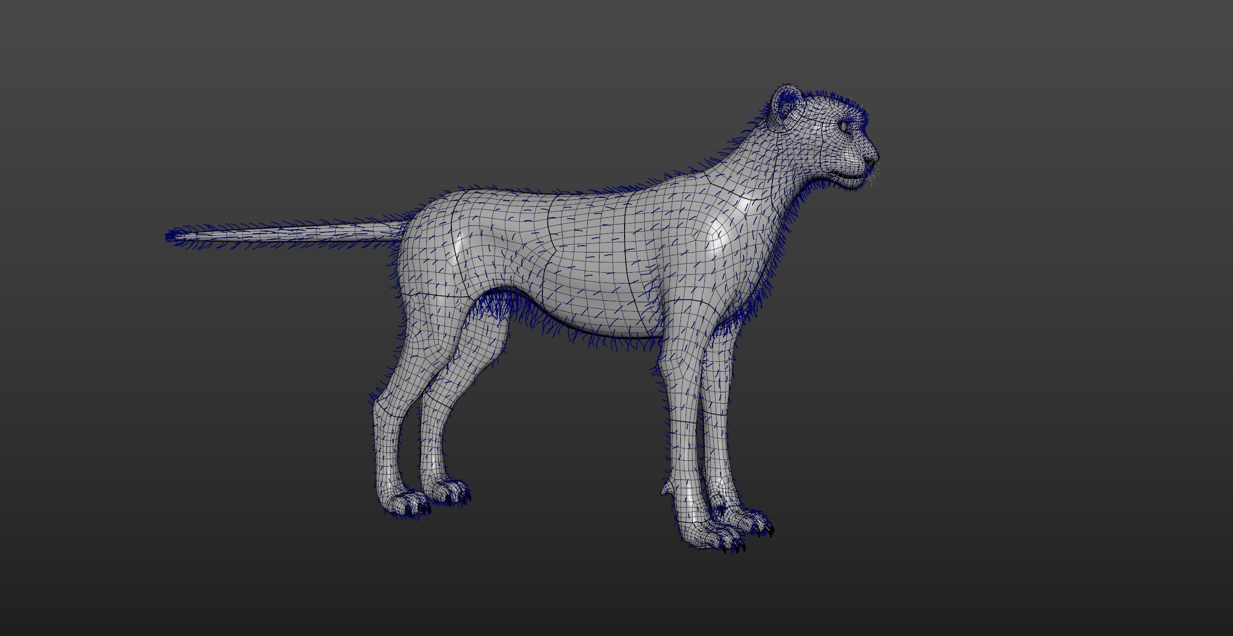 Cheetah Groom pack 3D model_6