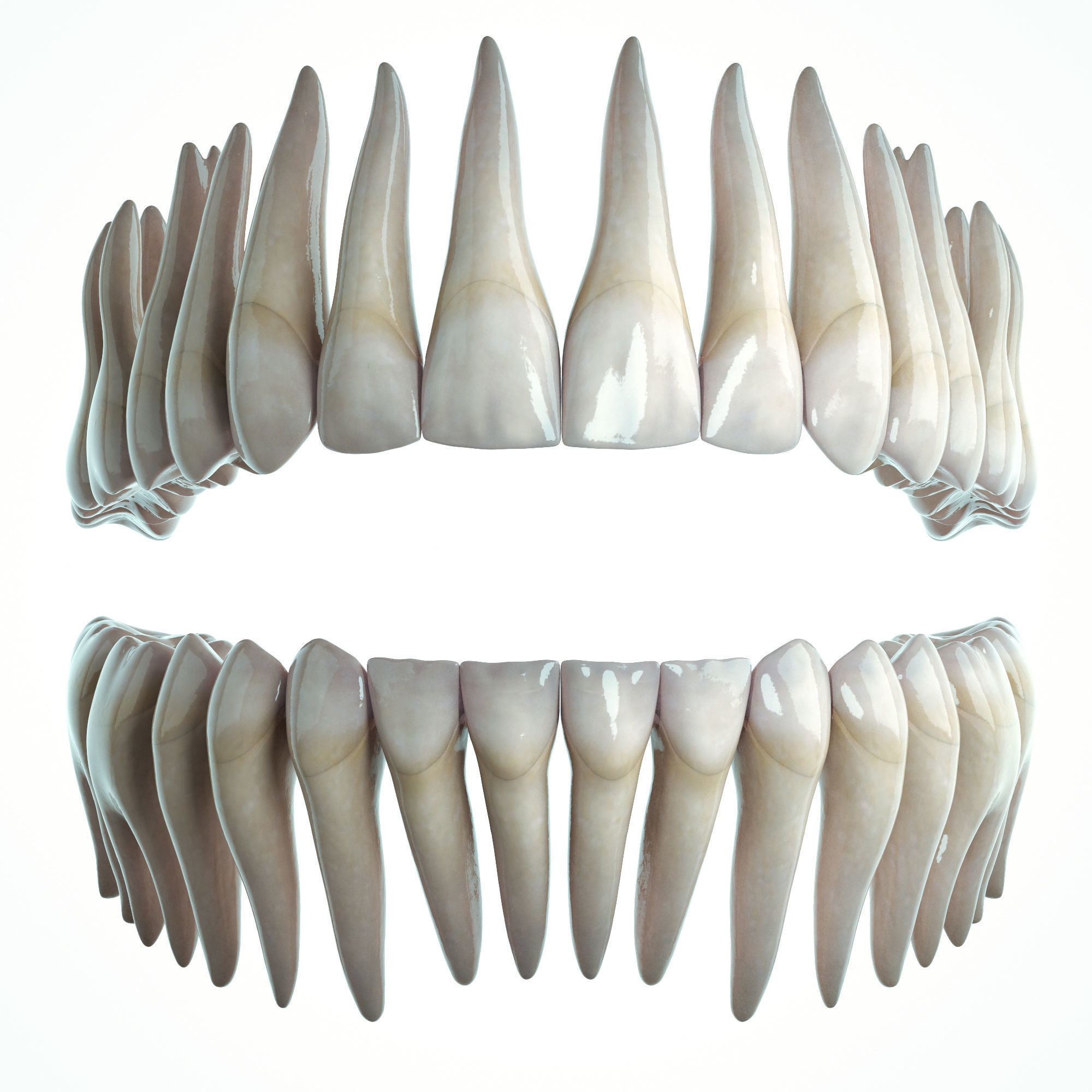 Realistic Human Mouth model 3D model_4