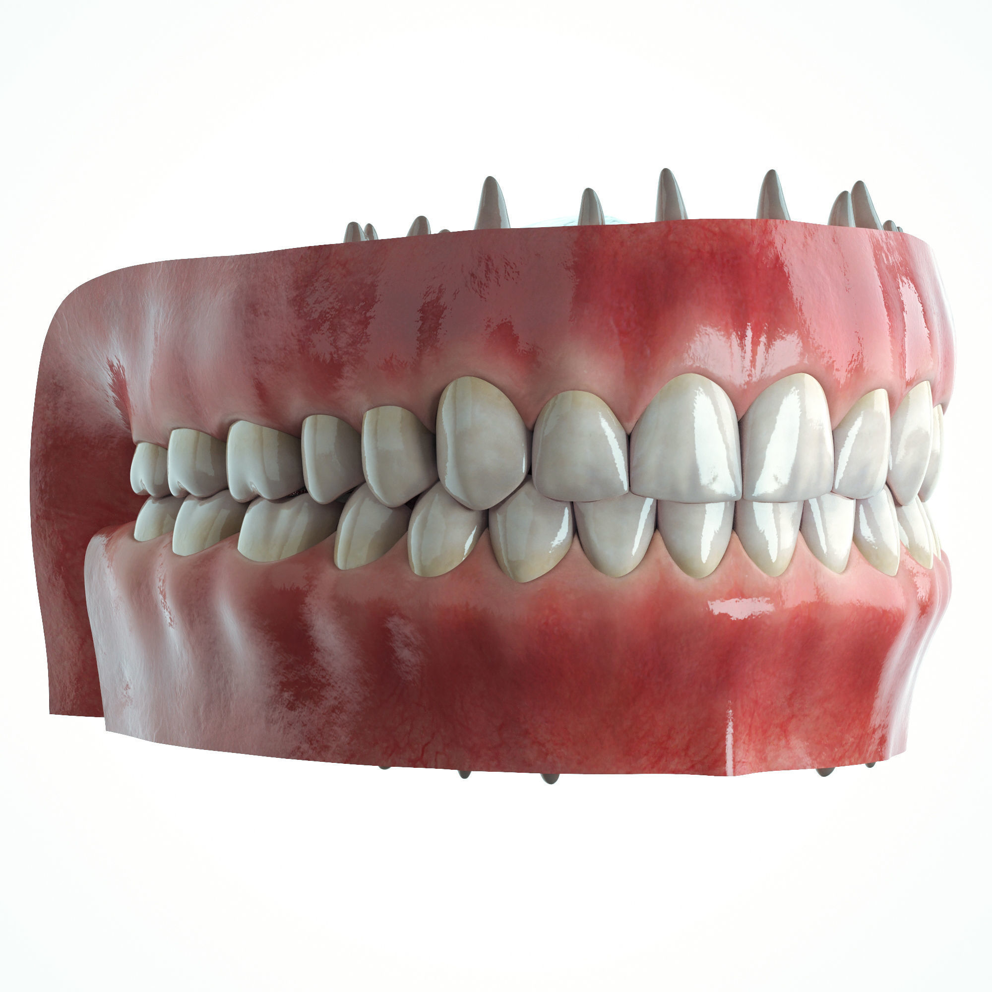 Realistic Human Mouth model 3D model_3