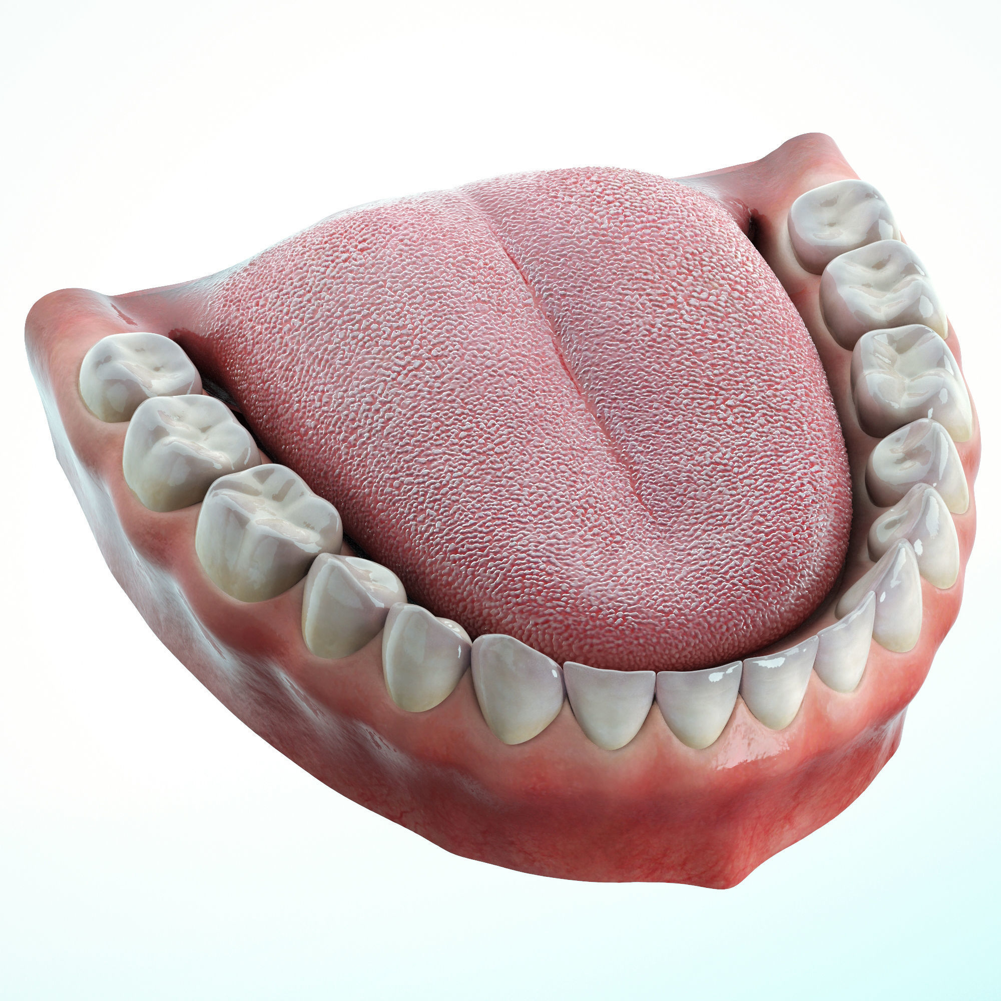 Realistic Human Mouth model 3D model_6
