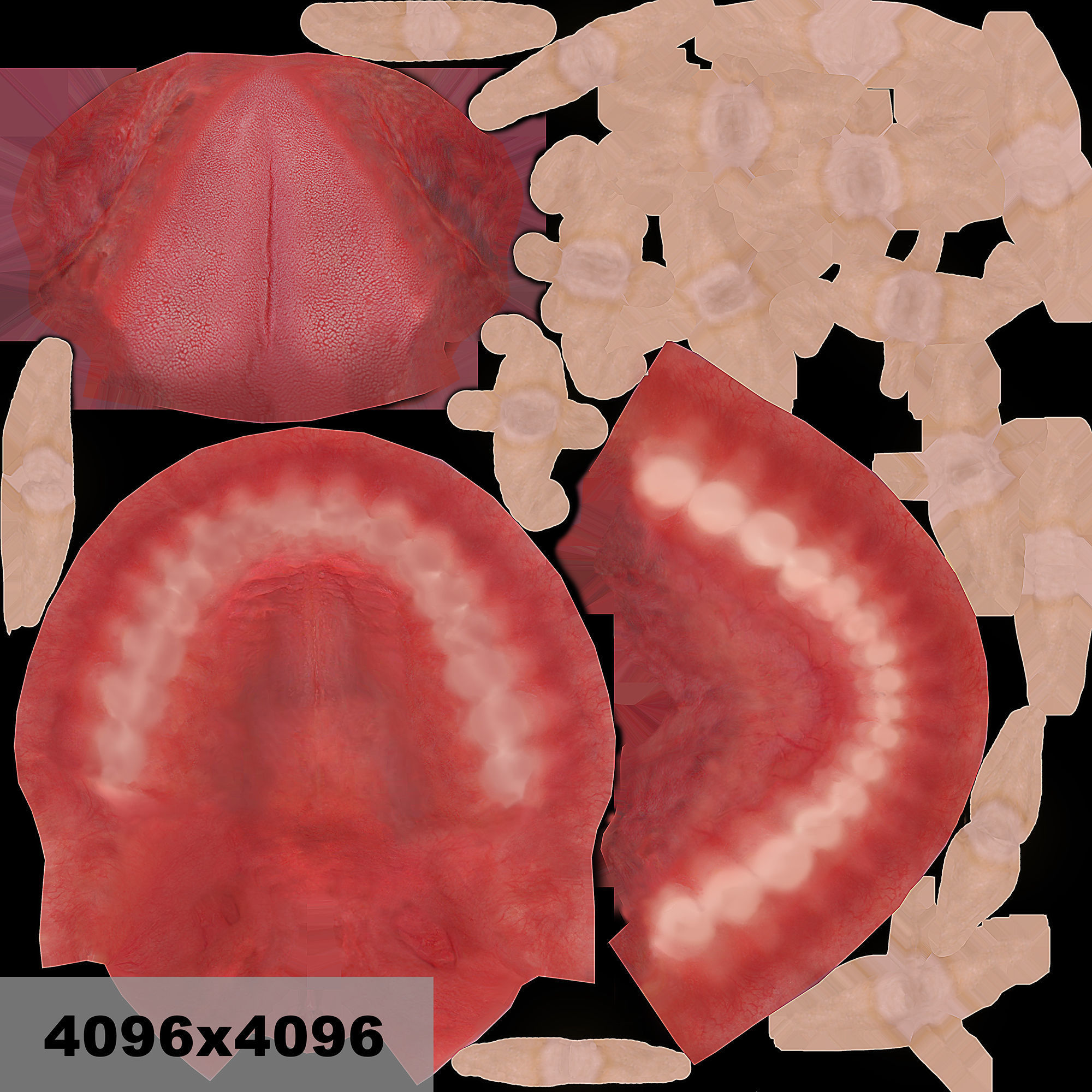 Realistic Human Mouth model 3D model_27