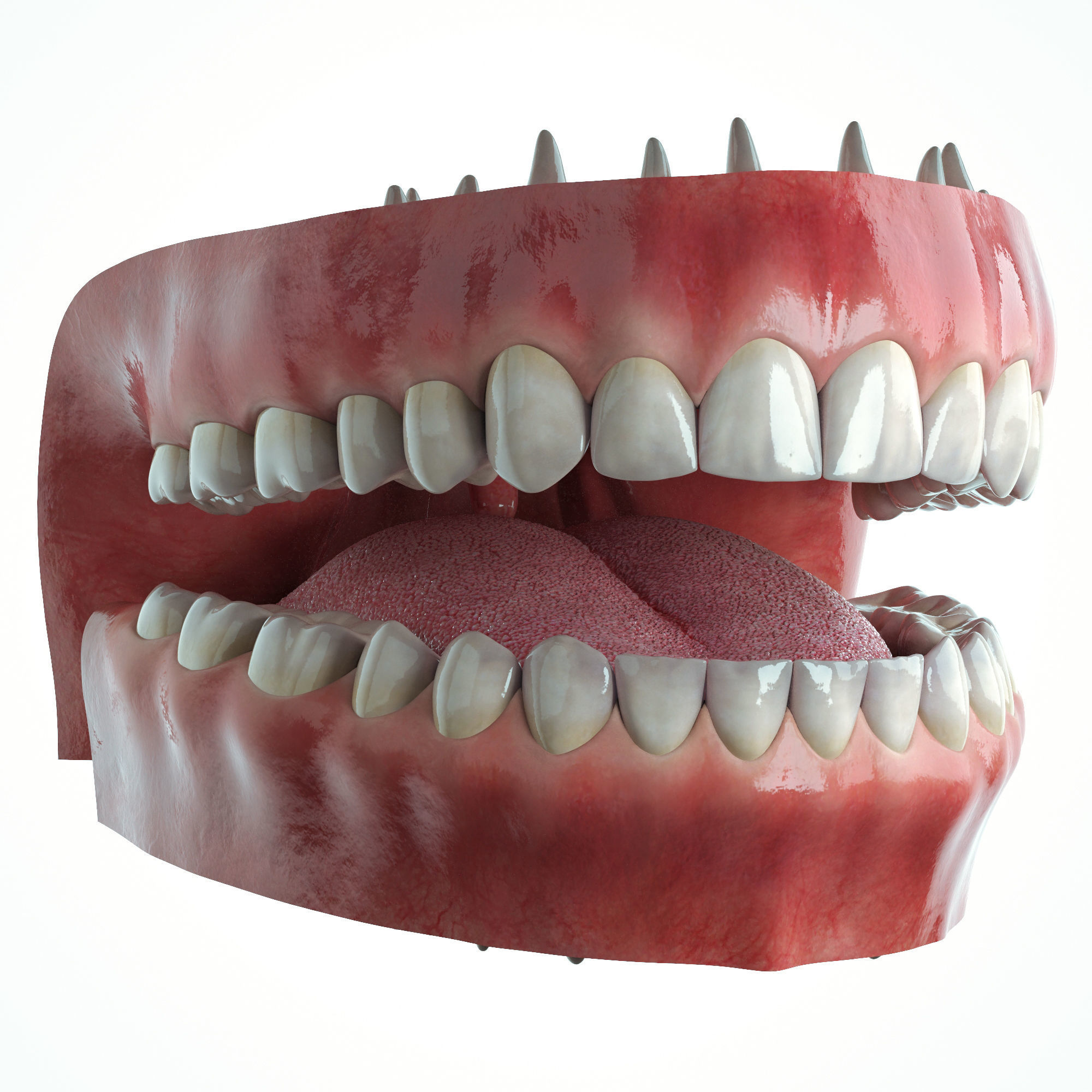 Realistic Human Mouth model 3D model_1