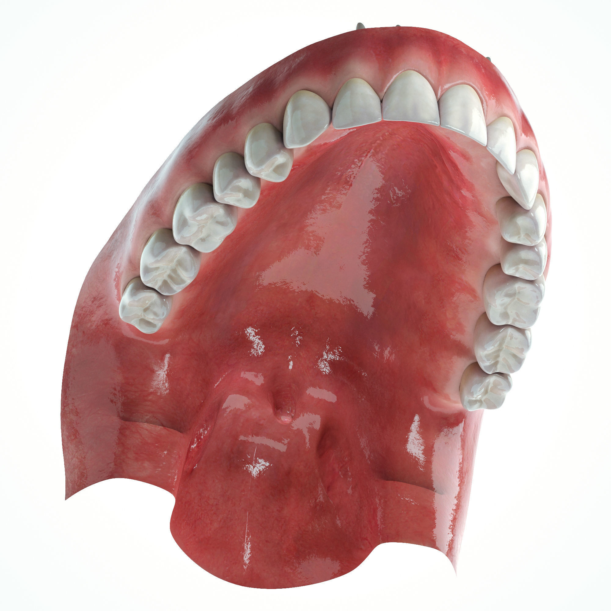 Realistic Human Mouth model 3D model_7