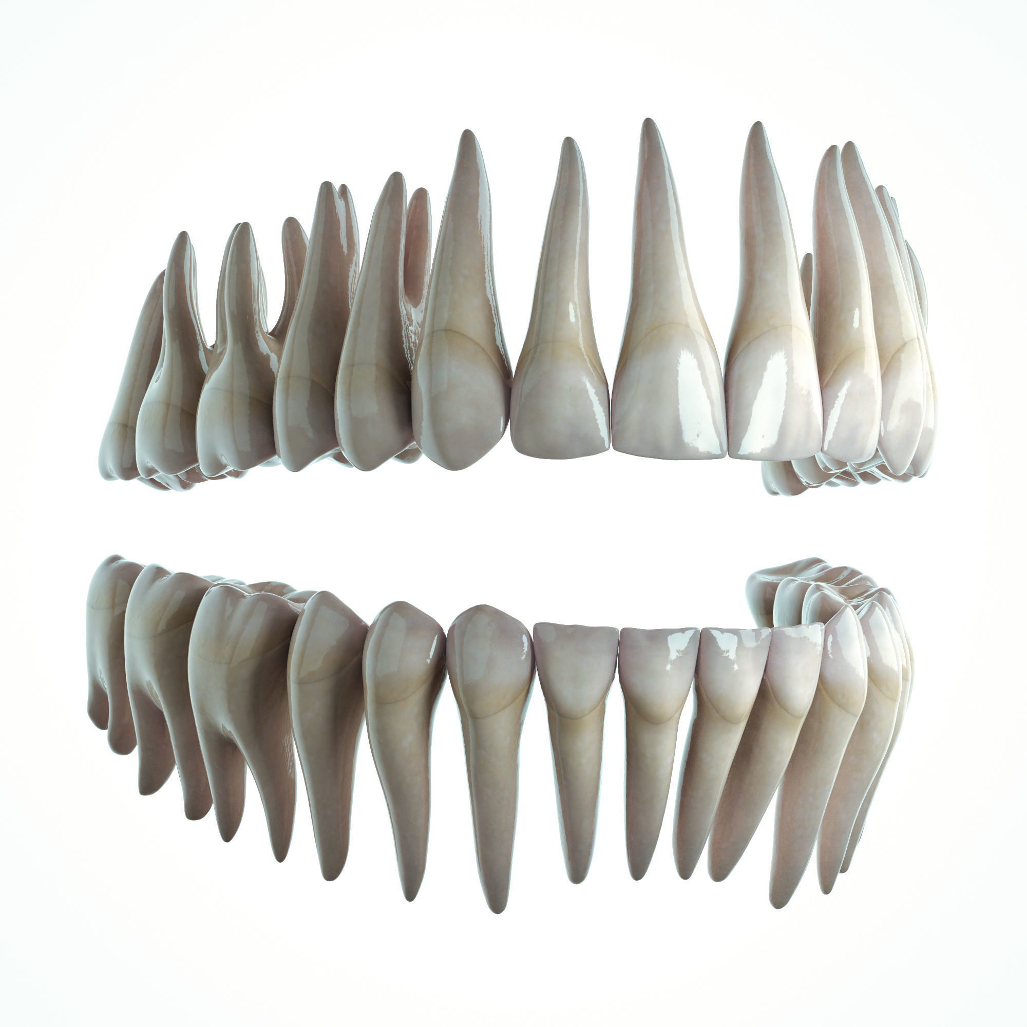 Realistic Human Mouth model 3D model_5