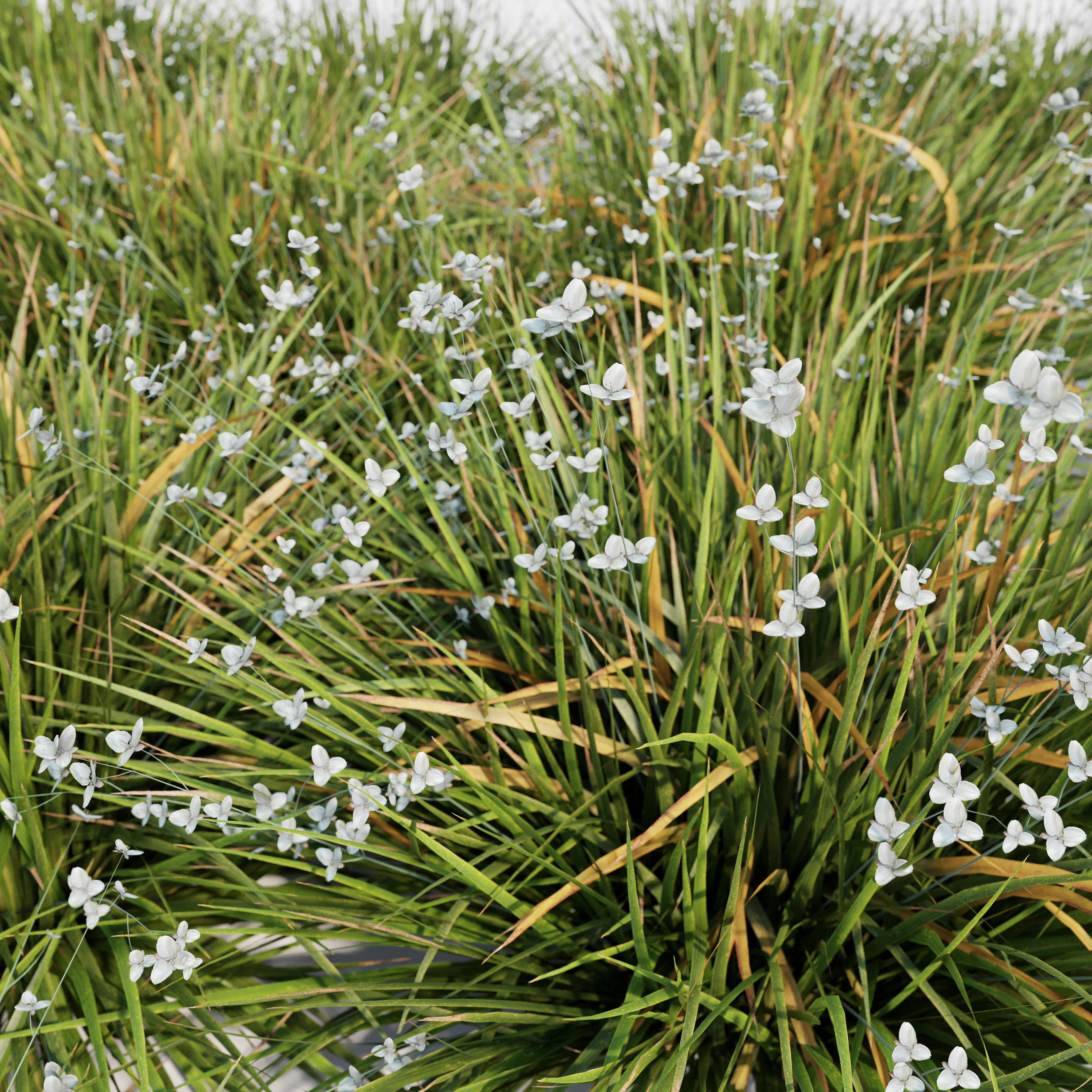 Libertia Grandiflora - 10 Modular Pieces 3D model_2