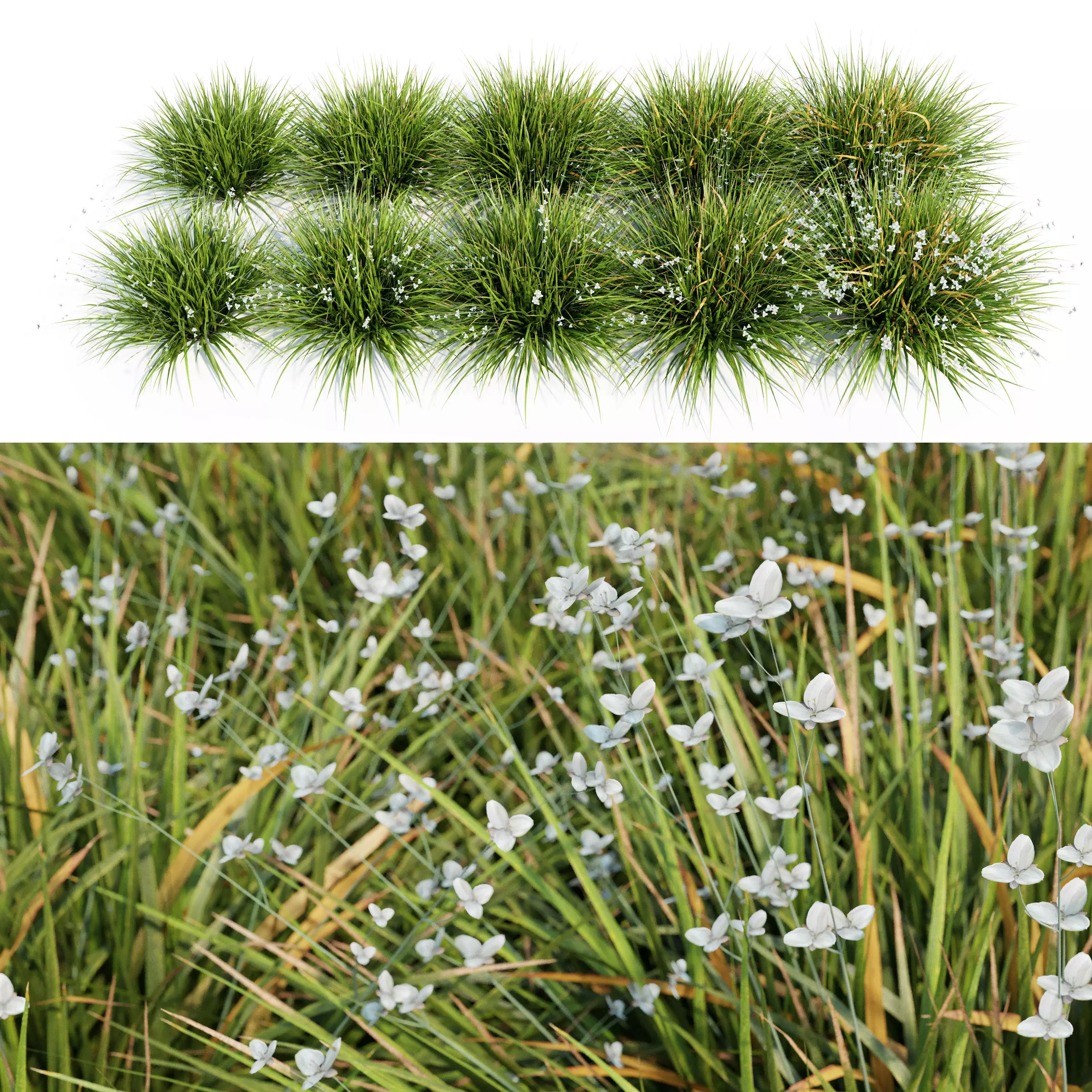 Libertia Grandiflora - 10 Modular Pieces 3D model_0