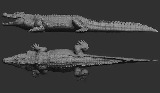 Hight detailed crocodile model 3D model