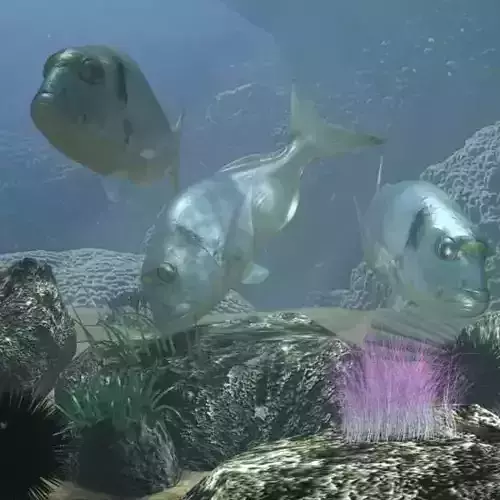 Sea Bream Fish Rigged with Underwater Scene Low-poly 3D model