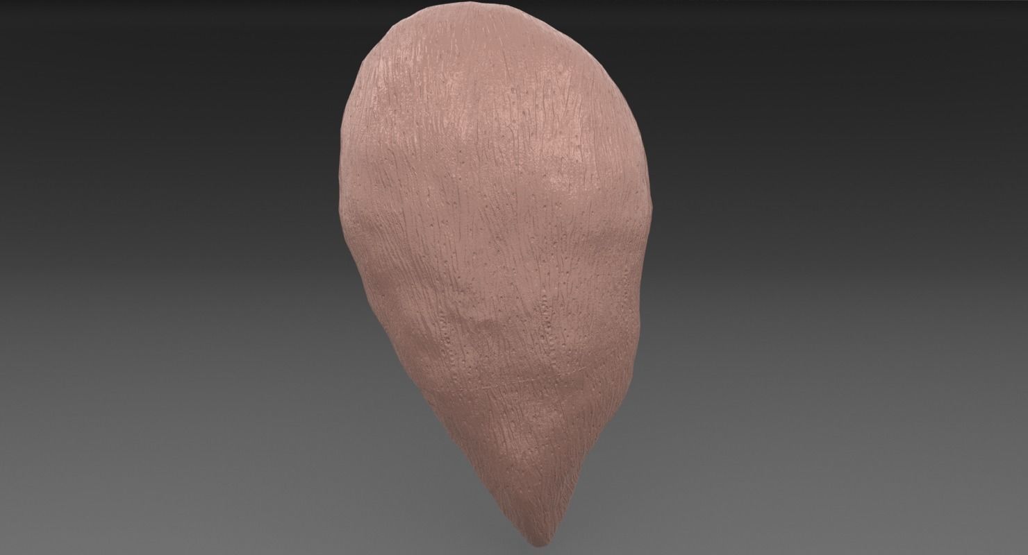 ovary cross section 3D model_36