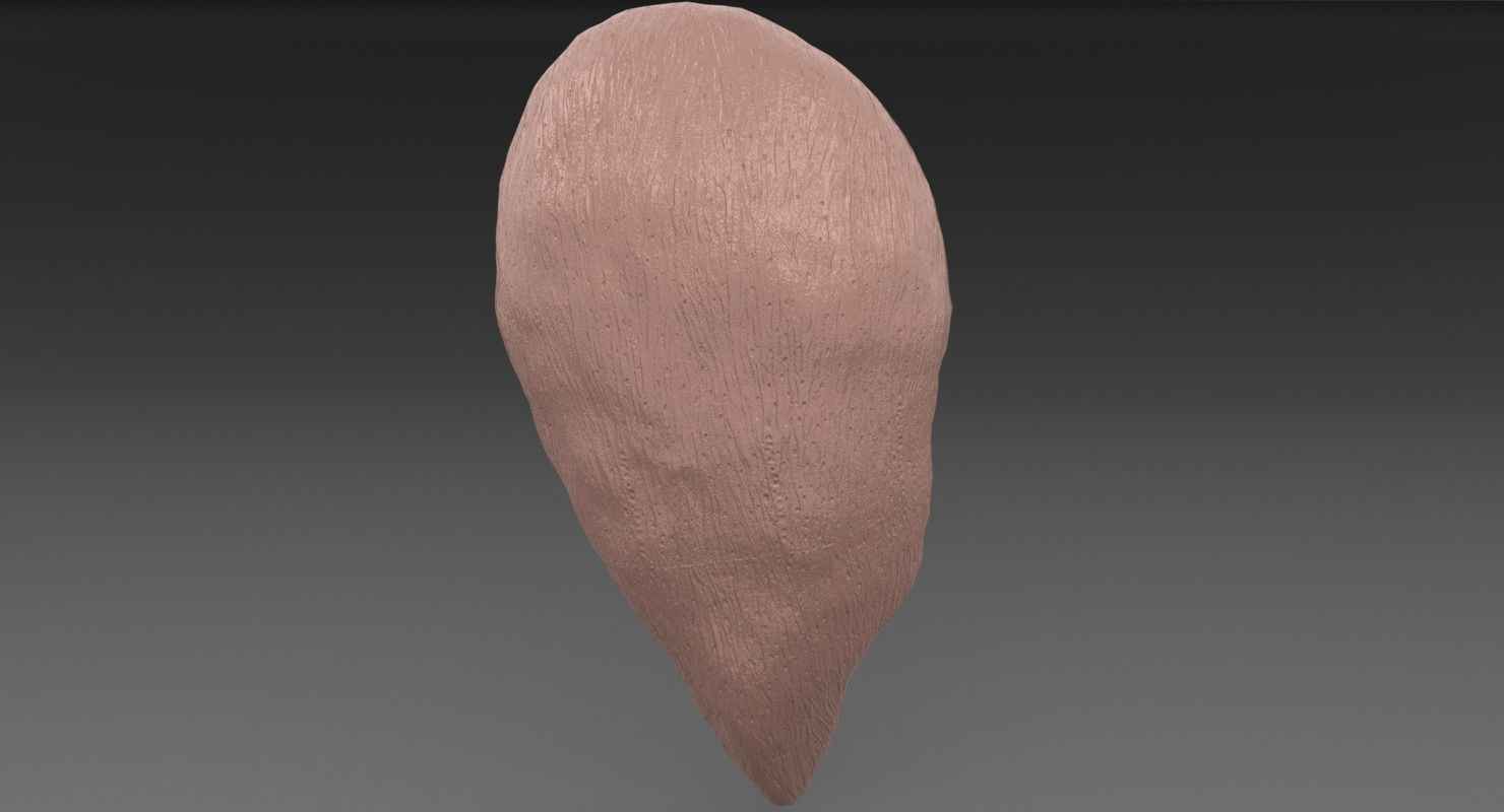 ovary cross section 3D model_45