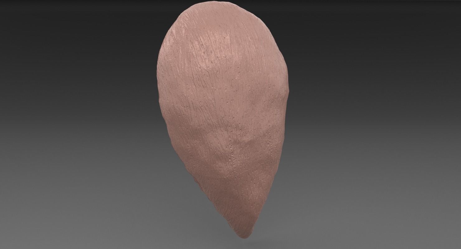 ovary cross section 3D model_42