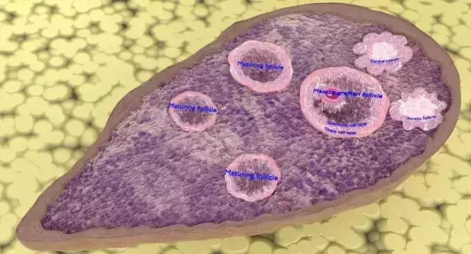ovary cross section