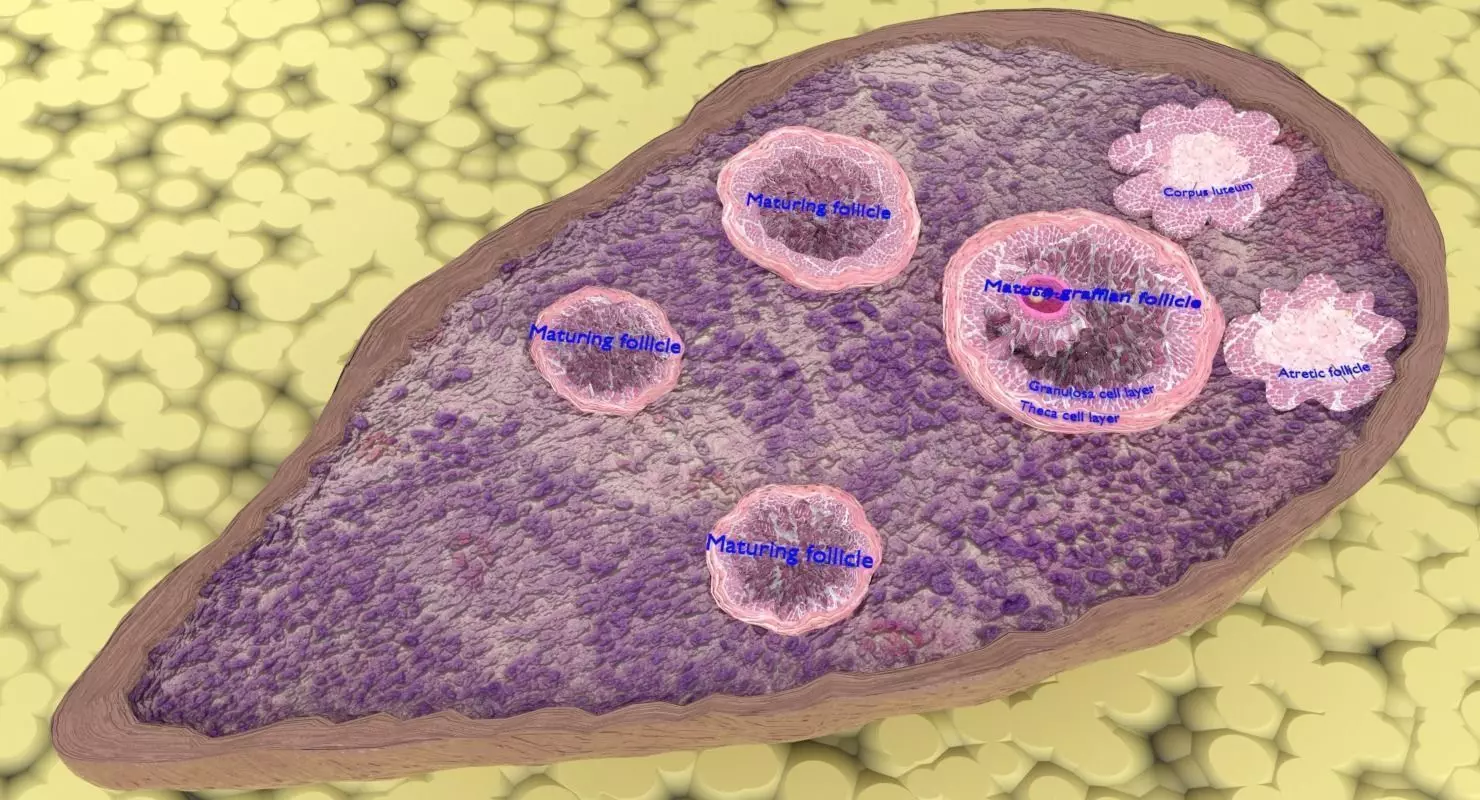 ovary cross section 3D model_0
