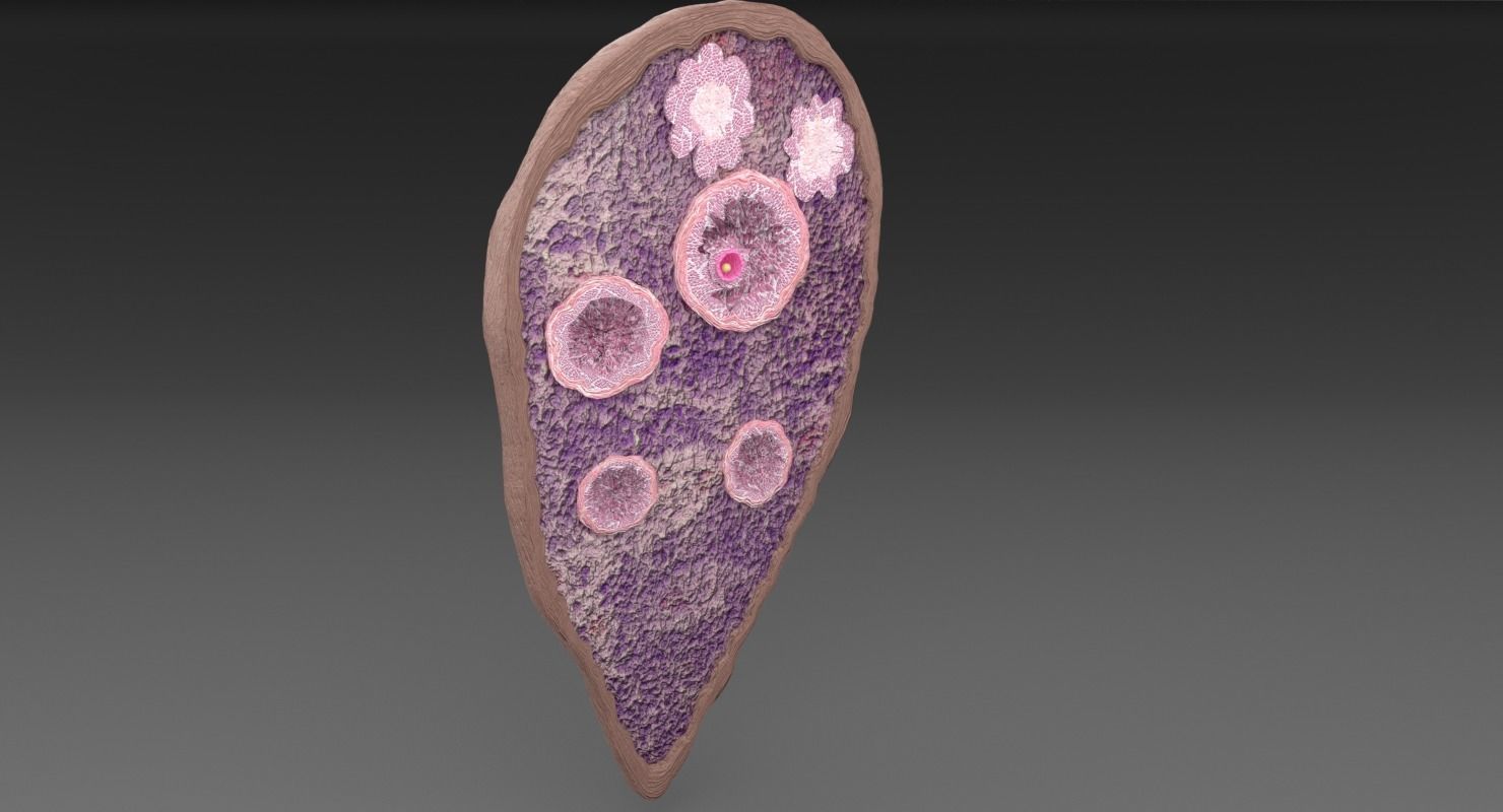 ovary cross section 3D model_19