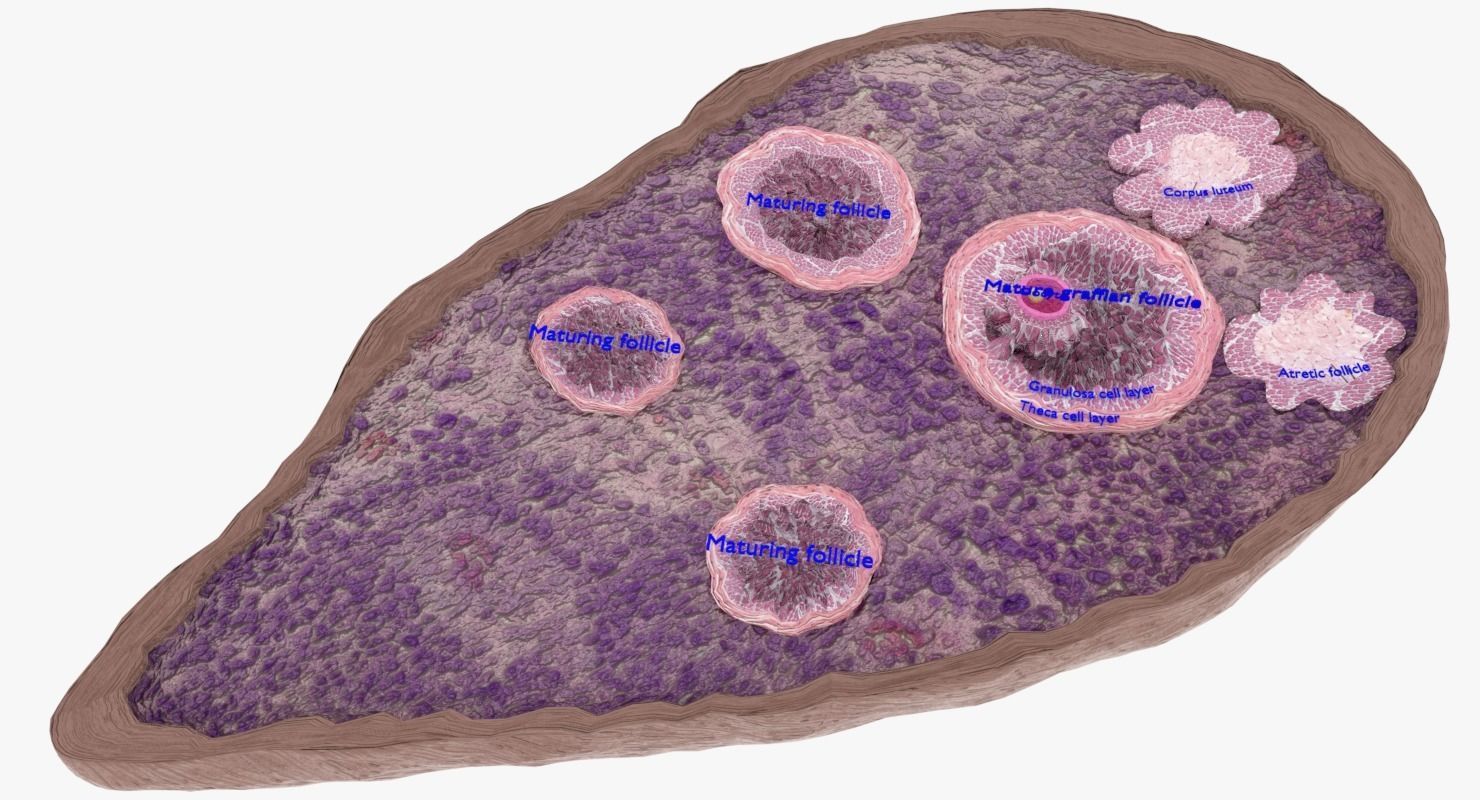 ovary cross section 3D model_2