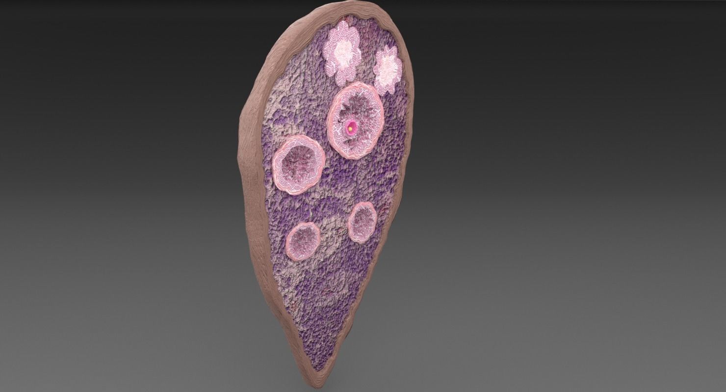 ovary cross section 3D model_22