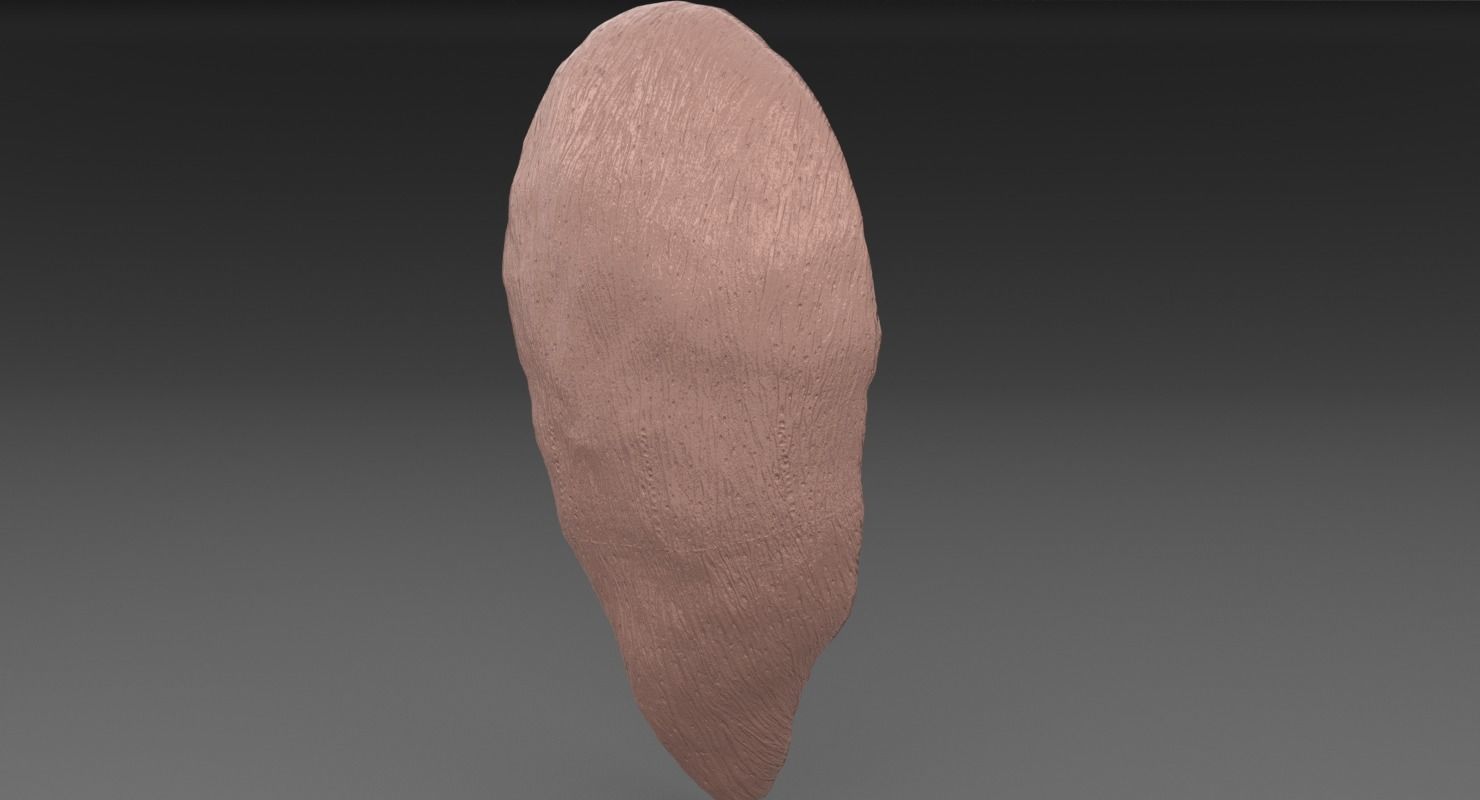 ovary cross section 3D model_32