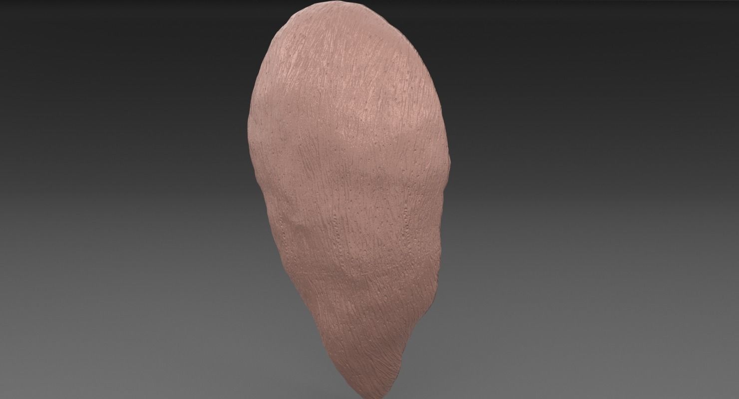 ovary cross section 3D model_39