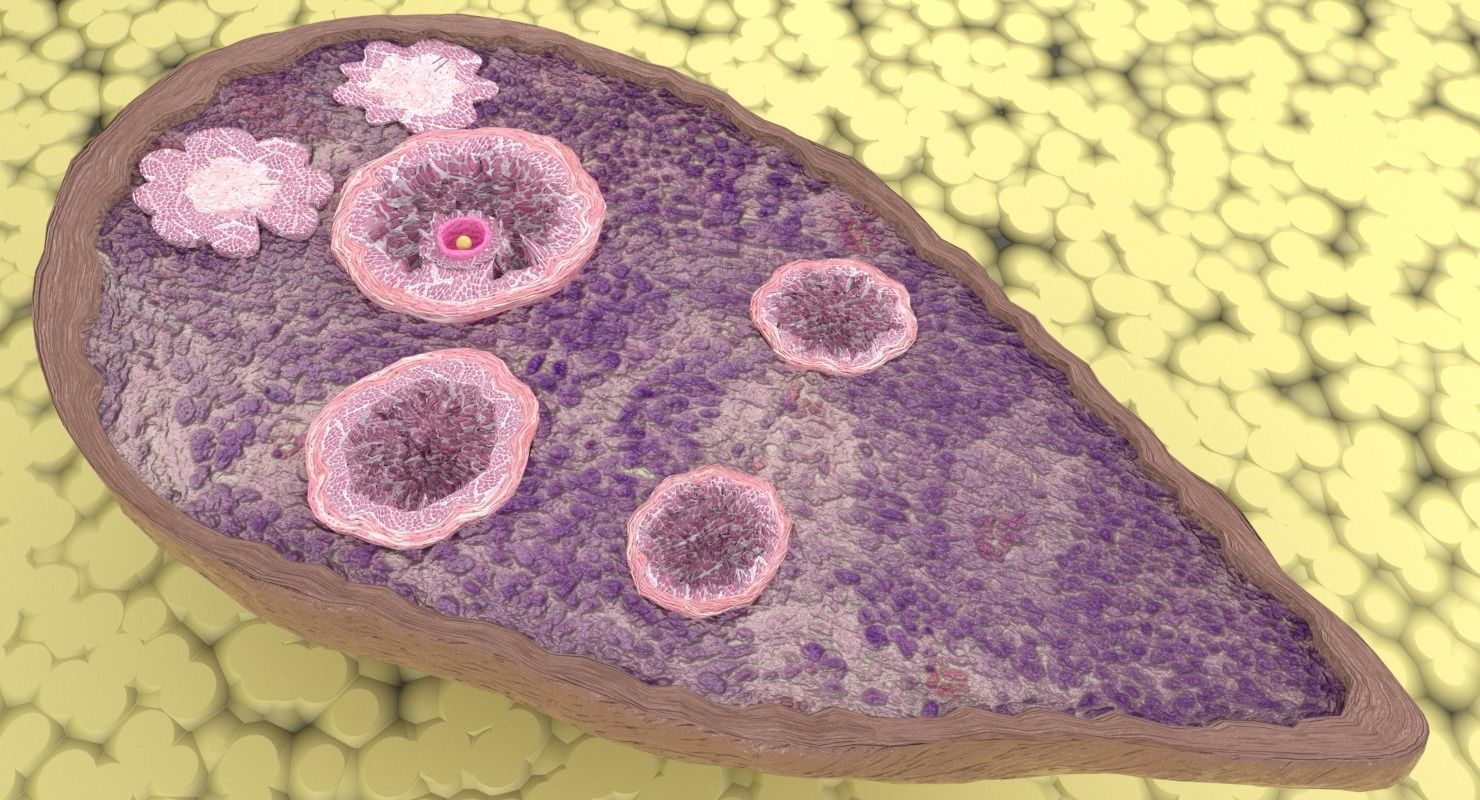 ovary cross section 3D model_3