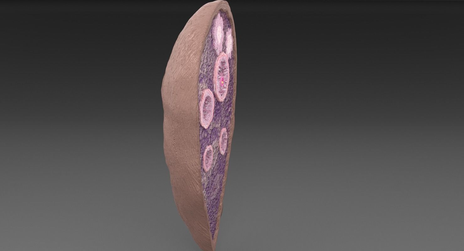 ovary cross section 3D model_34