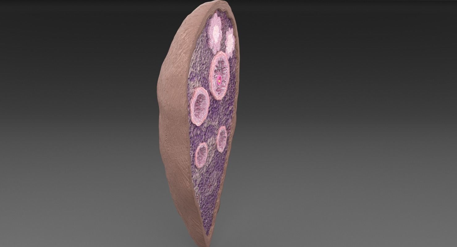 ovary cross section 3D model_30