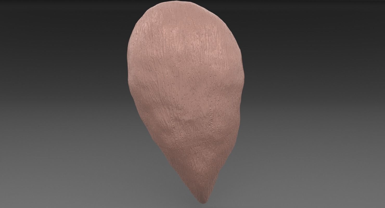 ovary cross section 3D model_43