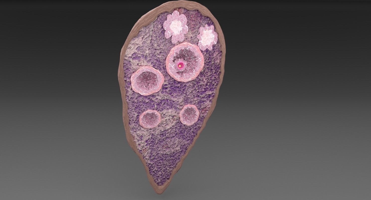ovary cross section 3D model_15