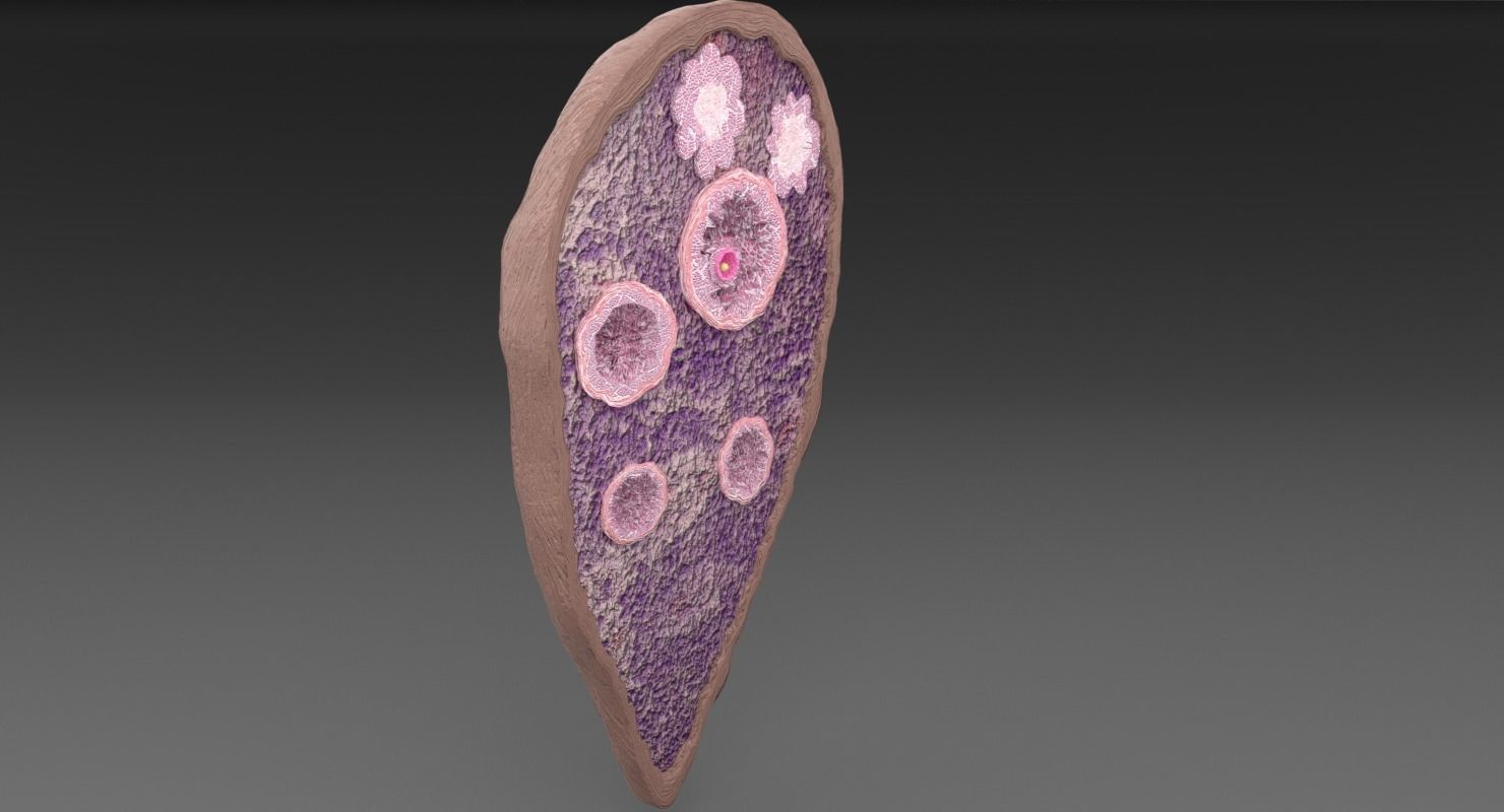 ovary cross section 3D model_21