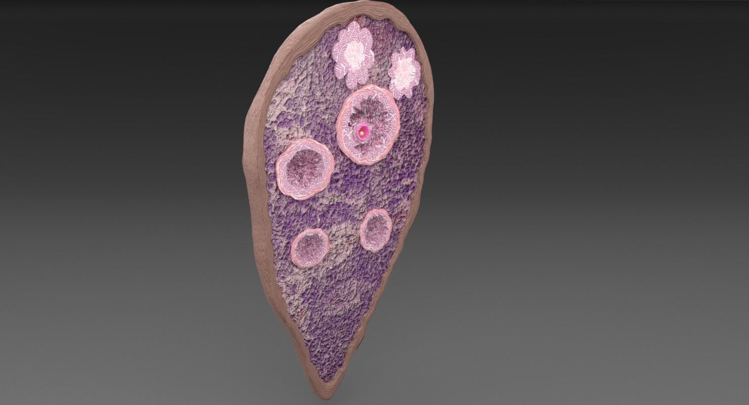 ovary cross section 3D model_18
