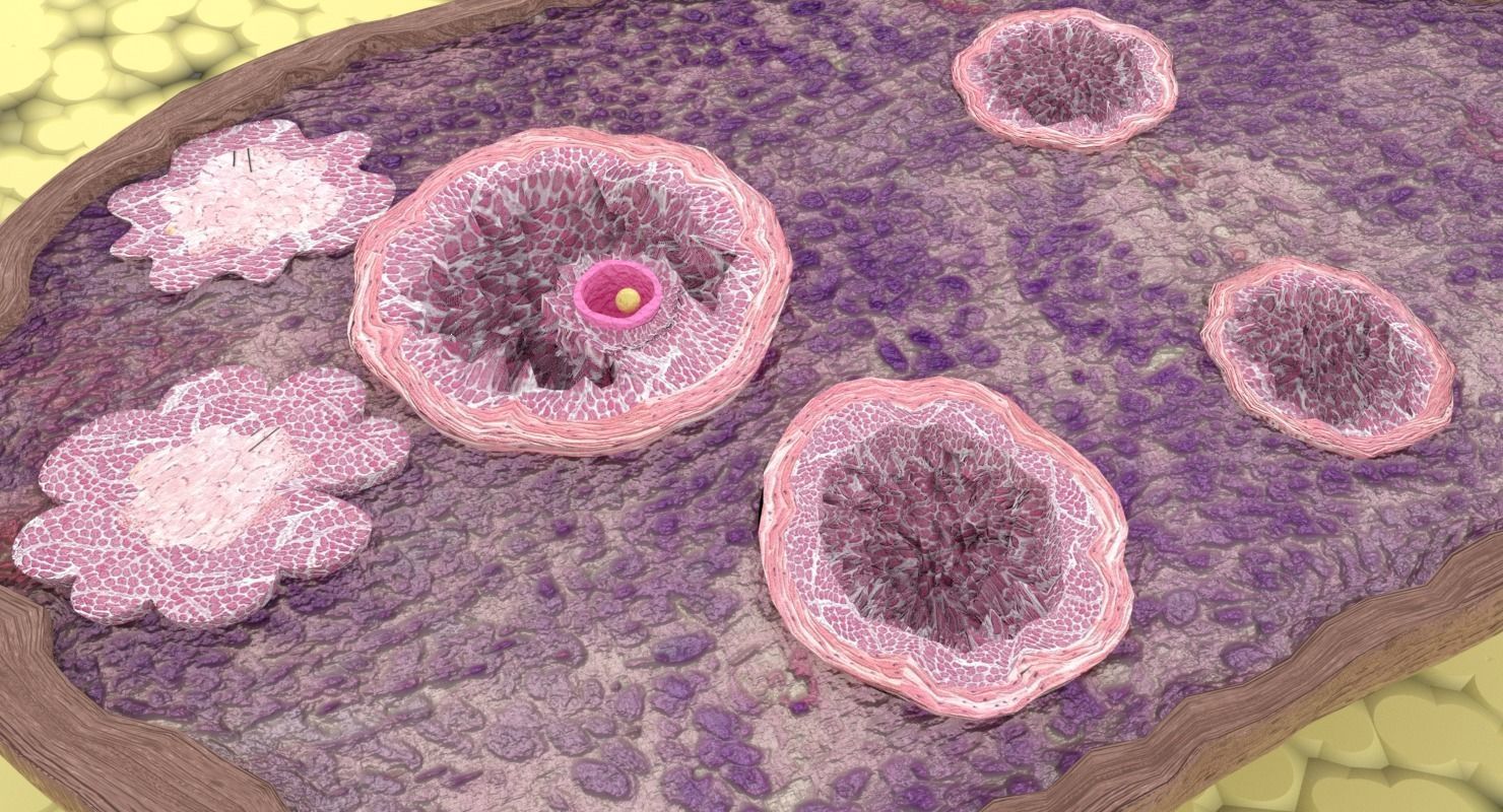 ovary cross section 3D model_4