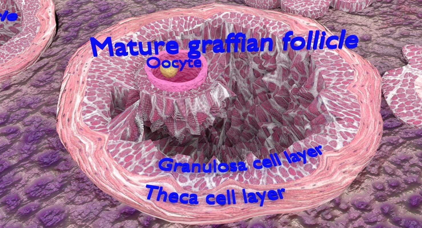 ovary cross section 3D model_6