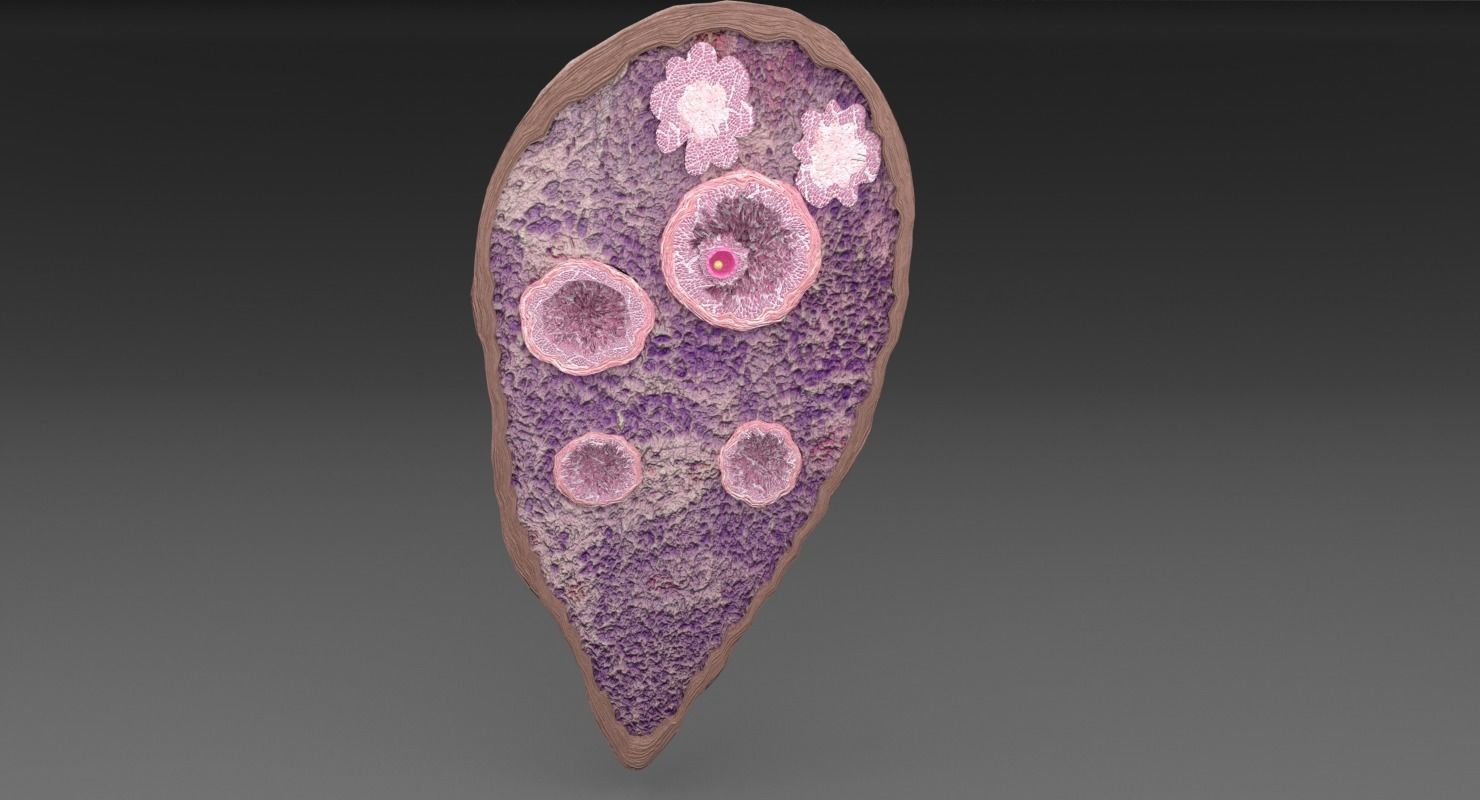 ovary cross section 3D model_16
