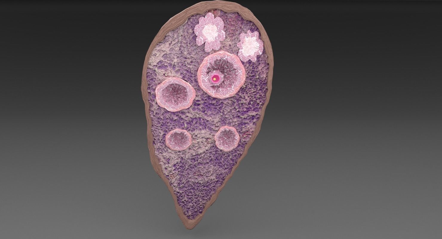 ovary cross section 3D model_12