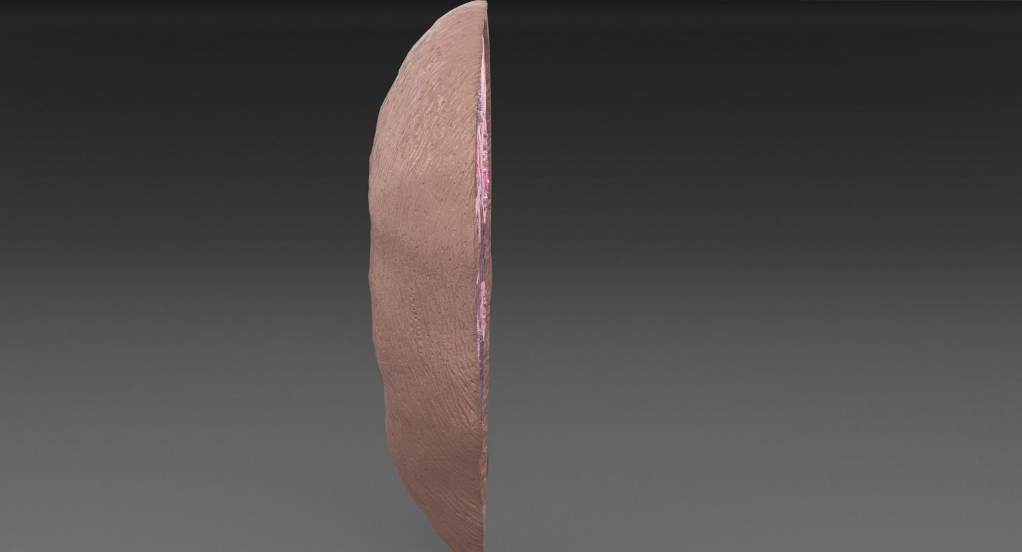 ovary cross section 3D model_25