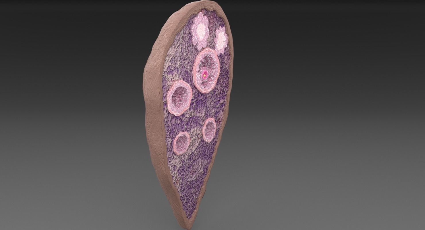 ovary cross section 3D model_26