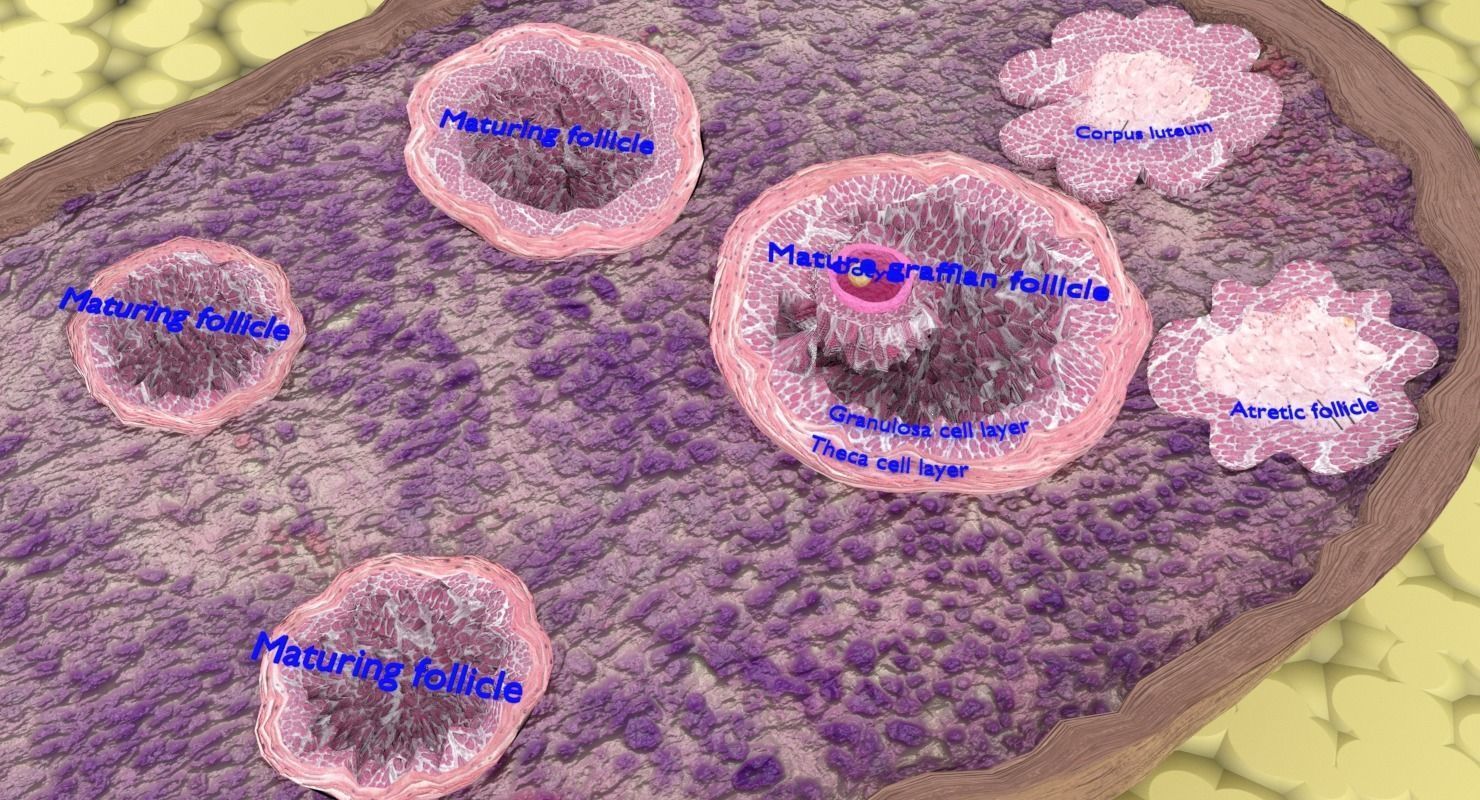 ovary cross section 3D model_5