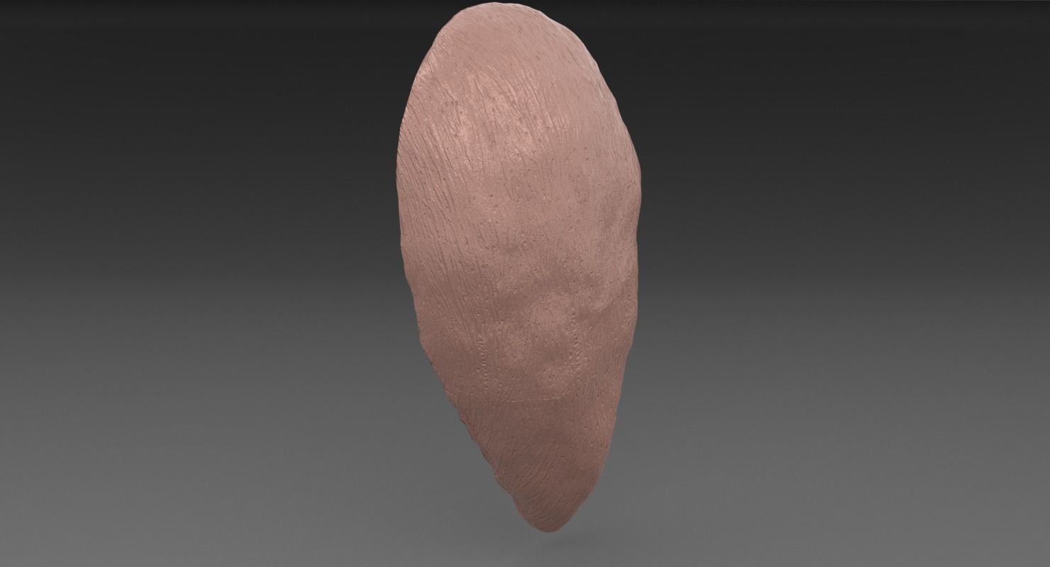 ovary cross section 3D model_44