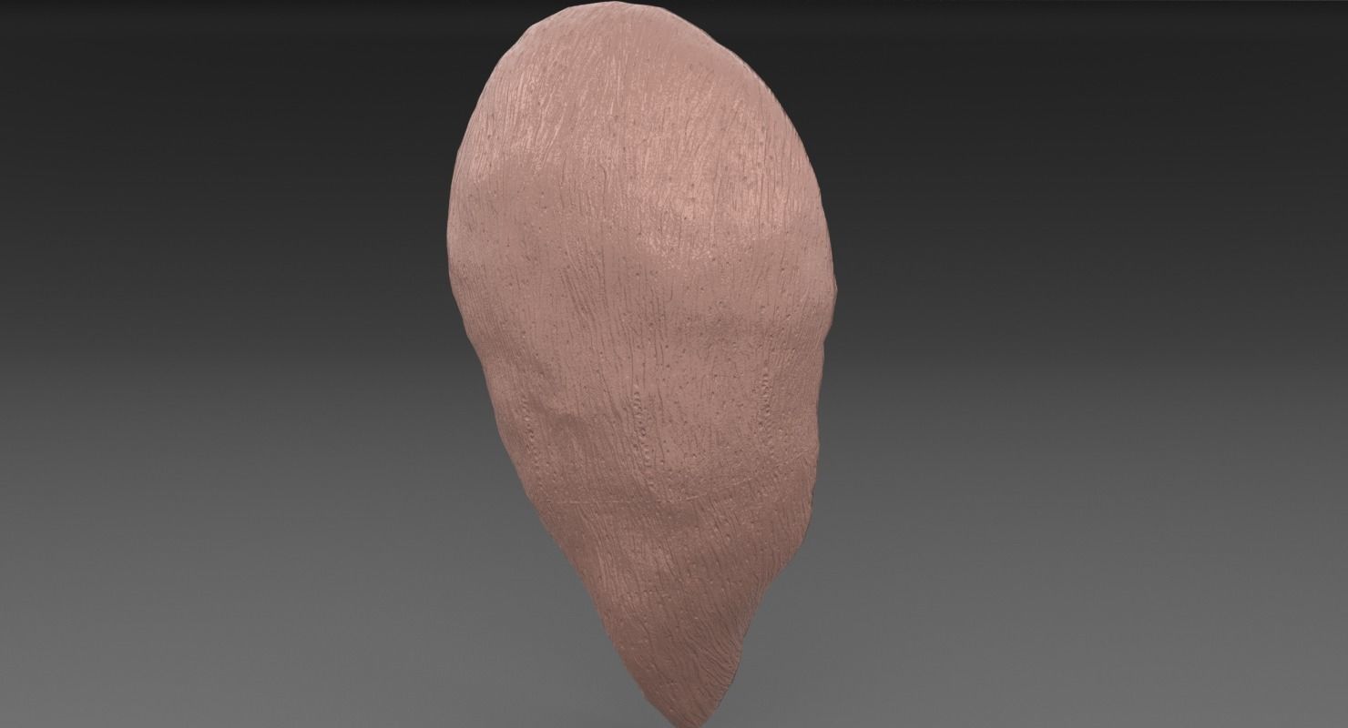 ovary cross section 3D model_35